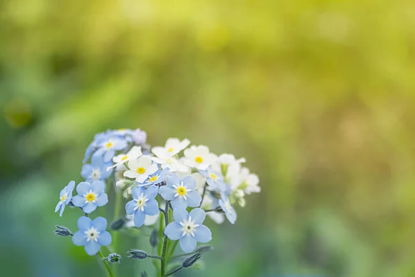 Bouquet of forget me not flowers, nature summer background. — Stock Photo, Image