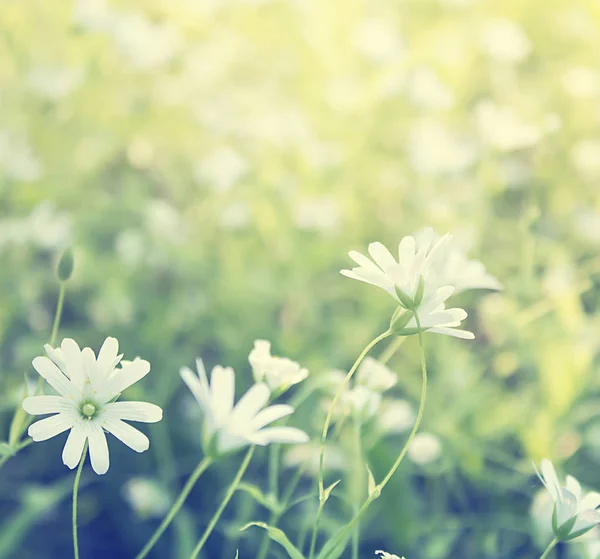 Campo verde com flores brancas, verão, fundo de primavera . — Fotografia de Stock