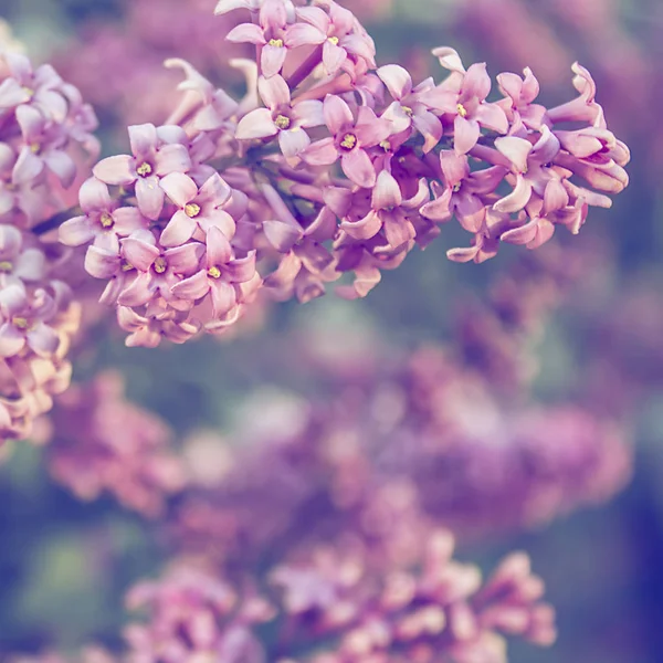 Brunch van bloeiende lila bloemen close-up, lente natuur backgro — Stockfoto