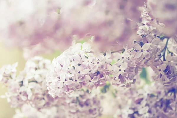 Μπρούνες από ανθισμένα ροζ πασχαλινά λουλούδια, άνοιξη φύση backgroun — Φωτογραφία Αρχείου