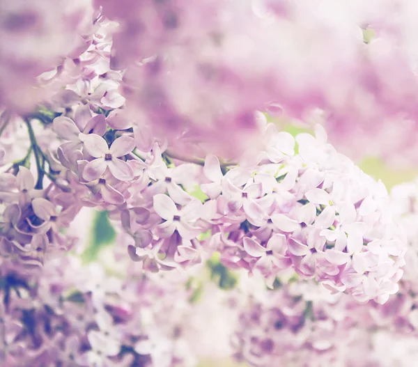 Brunches de flores lilás rosa florescendo, fundo da natureza da primavera — Fotografia de Stock