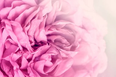 Çiçek açan gül yakın, doğa yaz arkaplanı. 