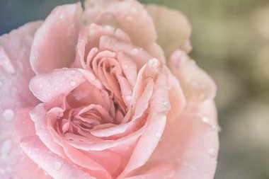 Pembe gül, eski arkaplan.