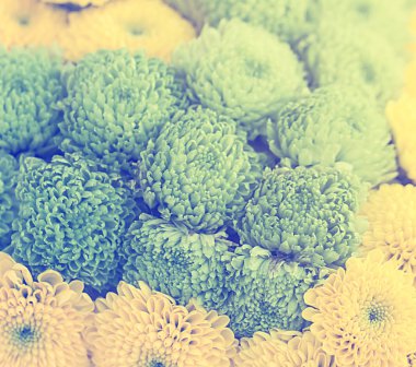 Kasımpatıların diş ipi bileşimi kapanıyor..