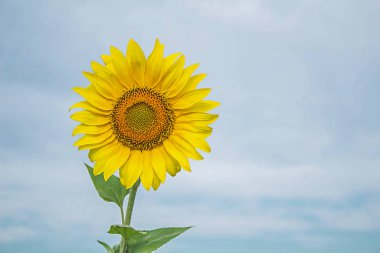 Arka planda açan ayçiçeği mavi gökyüzünde.
