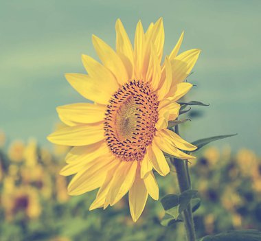 Arka plandaki ayçiçeği mavi gökyüzünü kapat.