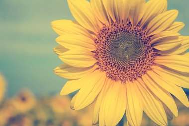 Çiçek açan ayçiçeğini kapat.