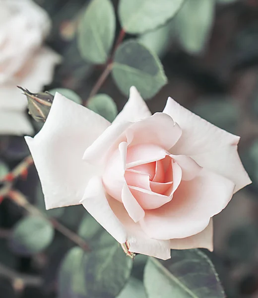 Ροζ τριαντάφυλλο, vintage φόντο. — Φωτογραφία Αρχείου