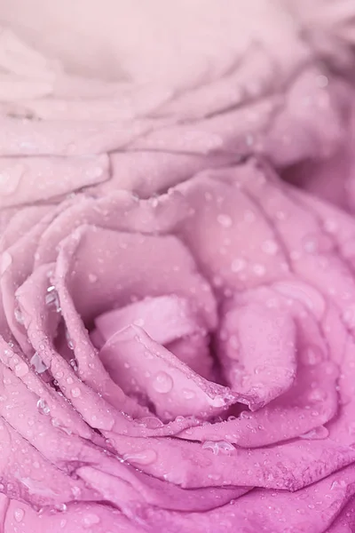 Rosas floreciendo en gotas de agua de cerca. — Foto de Stock