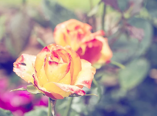 Gele Rode Rozen Knoppen Natuur Achtergrond — Stockfoto