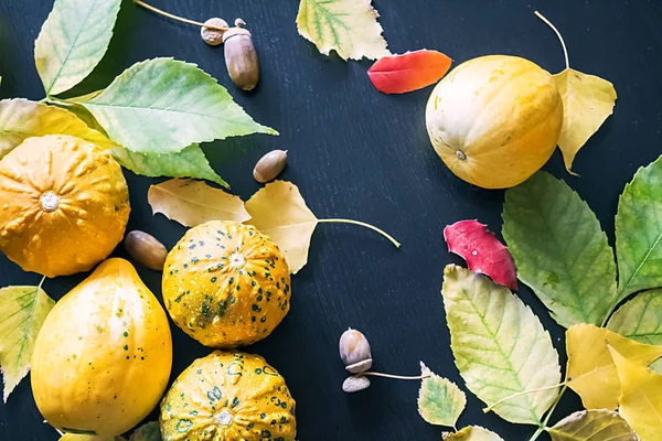 Citrouilles et feuilles d'automne. — Photo