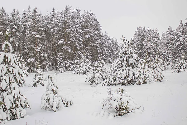 Zimní krajina, les se zasněženými jedlemi. — Stock fotografie