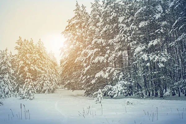 Téli táj, erdő havas fenyőfákkal. — Stock Fotó