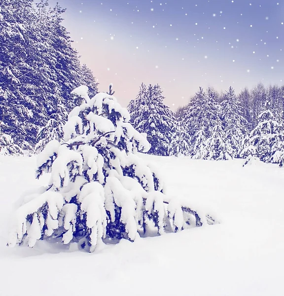Vinterlandskap, skog med snötäckta granar. — Stockfoto