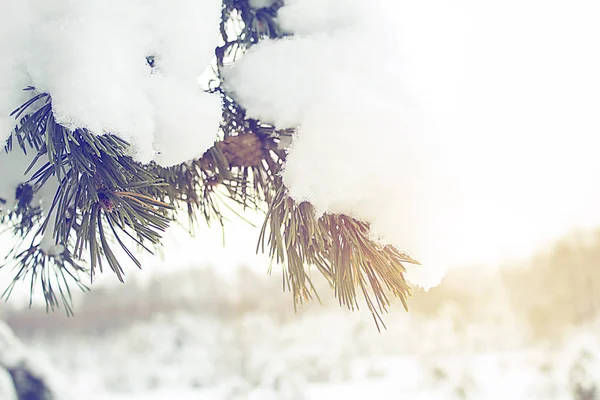 Zimní krajina, les se zasněženou jedlovou větví zblízka. — Stock fotografie