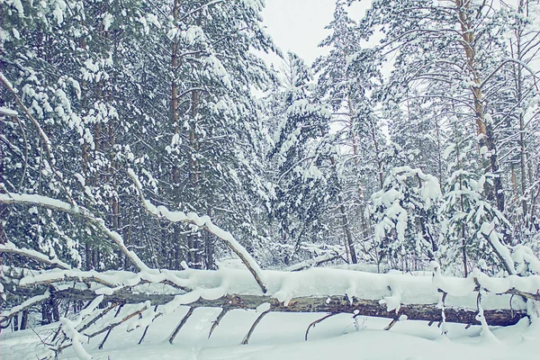 Paisagem de inverno, floresta com abetos cobertos de neve. — Fotografia de Stock