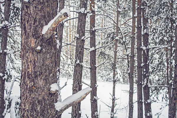 Zimní krajina, les se zasněženými jedlemi. — Stock fotografie