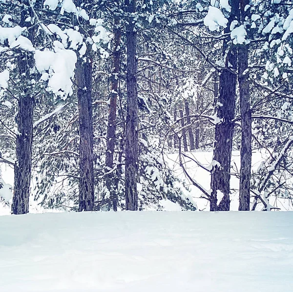 Paisagem de inverno, floresta com abetos cobertos de neve. — Fotografia de Stock