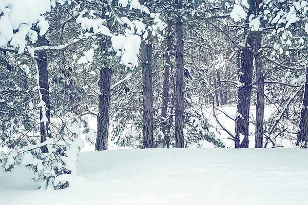 Зимовий пейзаж, ліс зі сніговим покриттям ялинки . — стокове фото
