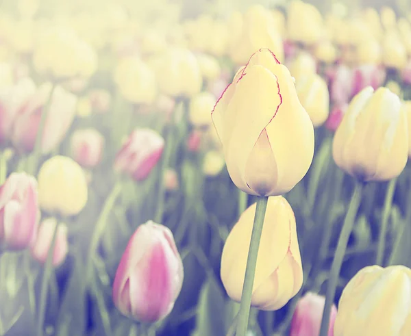 Tulipas rosa e amarela, fundo do prado primavera, campo de tuli — Fotografia de Stock