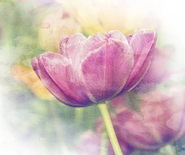 Tulipas cor-de-rosa, fundo do prado primavera, campo de tulipas. — Fotografia de Stock