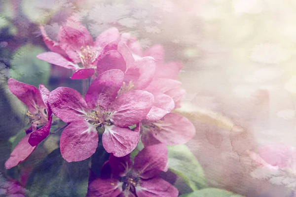 Floração Macieiras Primavera Flores Brancas Perto — Fotografia de Stock