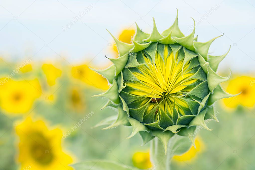 Sunflower bud on a background blue sky.
