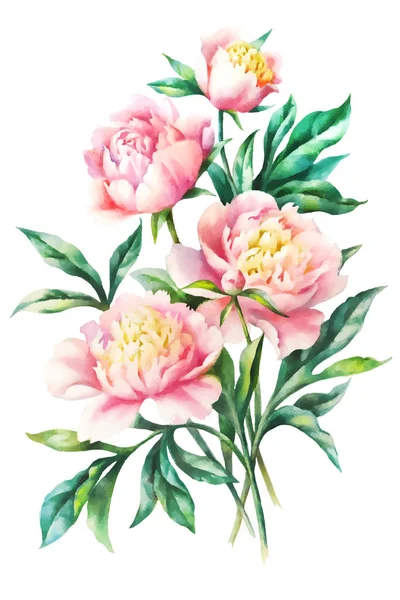 Peônias cor-de-rosa, ilustração vetorial aquarela — Vetor de Stock