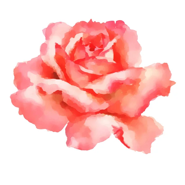 Illustration vectorielle aquarelle peinture à la main rose — Image vectorielle