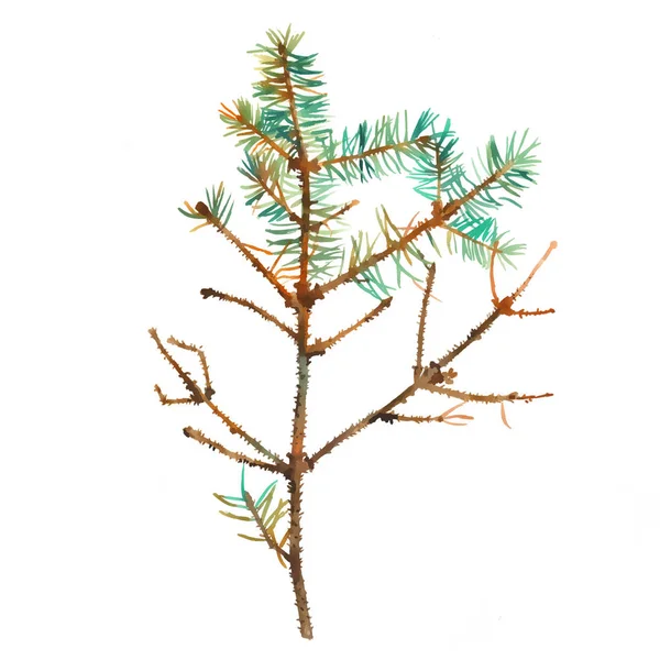 Branche de sapin sur fond blanc, aquarelle peinte à la main — Photo