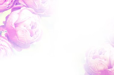 Pembe güller, yakın plan, romantik aşk düğün geçmişi.. 