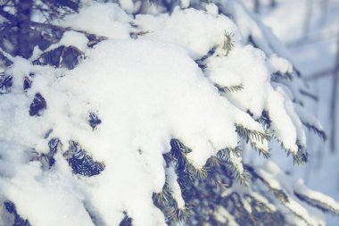Sızlanan kar ormanı, terkedilmiş sezon arkaplanı.