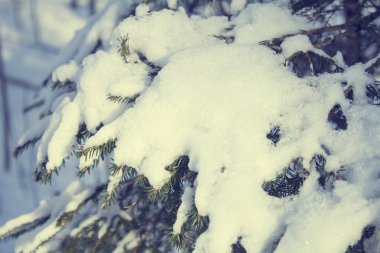 Sızlanan kar ormanı, terkedilmiş sezon arkaplanı.