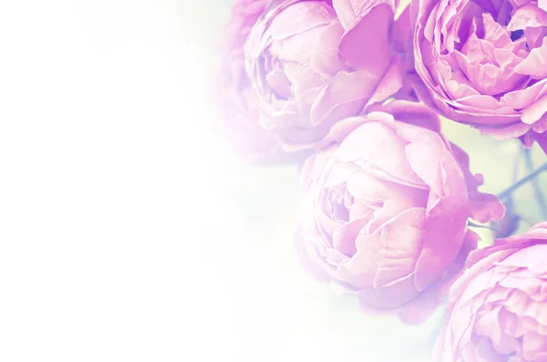 Roze bloeiende rozen close-up, romantische liefde bruiloft achtergrond. — Stockfoto