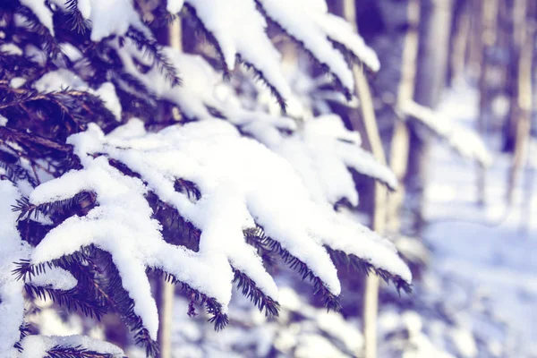 Whinter sněhové pralesy, vyobrazené období pozadí. — Stock fotografie