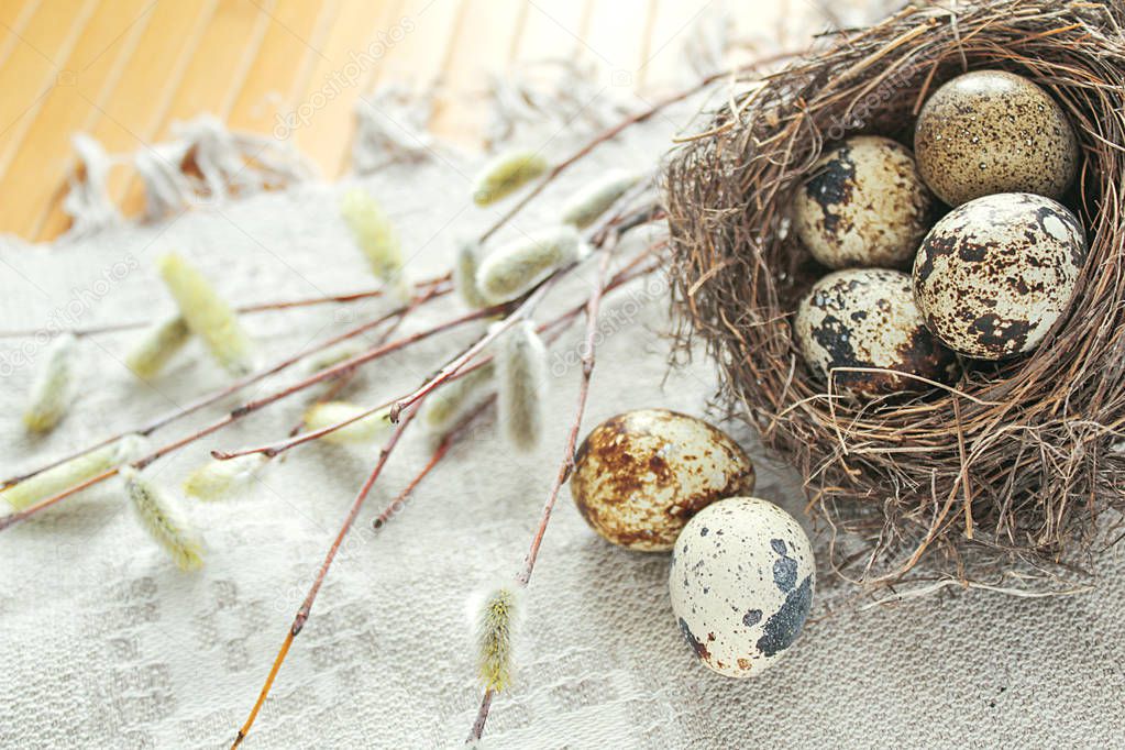 Quails eggs in nest, pussy-willow branches on textile background
