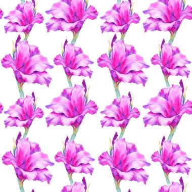Suluboya pembe gladiolus tomurcuğu, kusursuz desen.