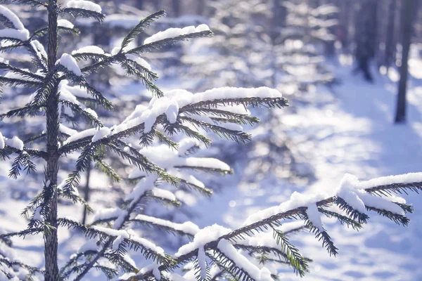 Floresta de neve Whinter, neve de abeto coberto de perto . — Fotografia de Stock