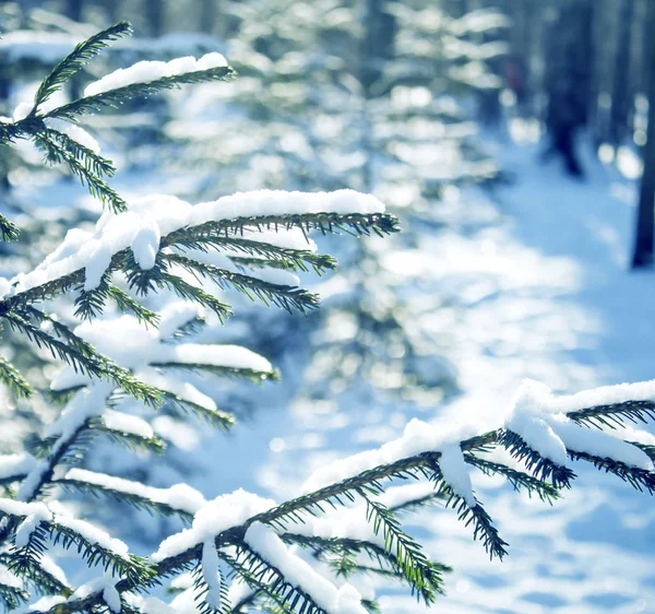 Whinter sníh les, jedle strom sníh zakrytý zblízka. — Stock fotografie