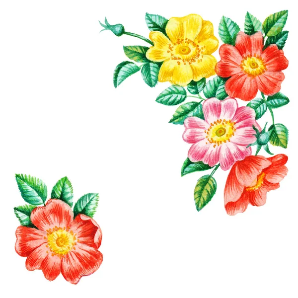 Suluboya köpek çiçekleri pürüzsüz desen. — Stok fotoğraf