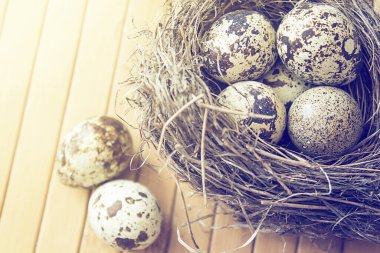 Yuvada bıldırcın yumurtası, tahta arka planda kedi söğüdü..