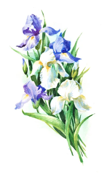 Bouquet d'iris, illustration raster aquarelle — Photo