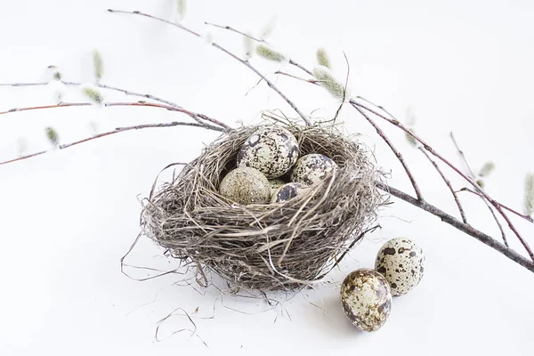 Quails eggs in nest, pussy-willow branches on white background. — 스톡 사진