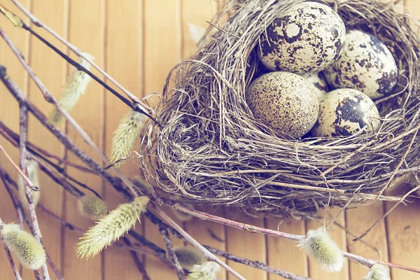 Kwartels eieren in nest, poesje-wilg takken op houten achtergrond. — Stockfoto