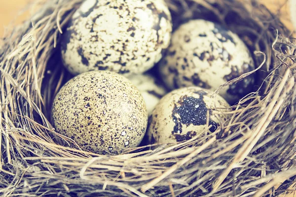Kwartels eieren in nest, close-up op houten achtergrond. — Stockfoto
