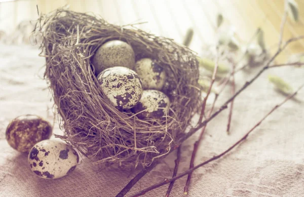 Kwartels eieren in nest, poesje-wilg takken — Stockfoto