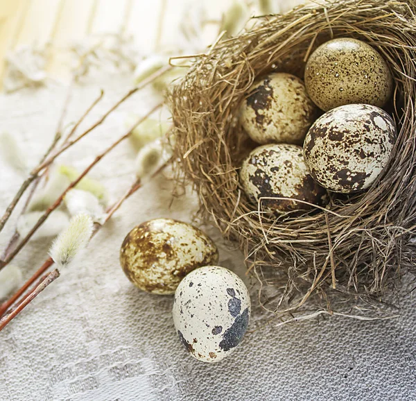 Kwartels eieren in nest, takken op textiel achtergrond — Stockfoto
