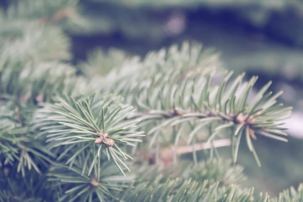 Κλείστε fir brunch στο δάσος. — Φωτογραφία Αρχείου