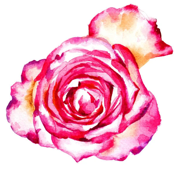 Akwarela różowa róża, farba ręcznie Ilustracja izolowana na białym, — Zdjęcie stockowe