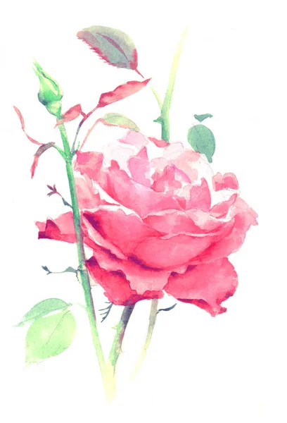 Akvarell rosa ros, handfärg illustration isolerad på vit — Stockfoto